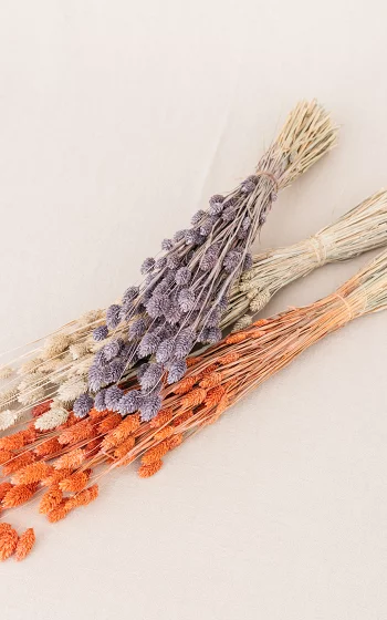 Coloured dried flowers 